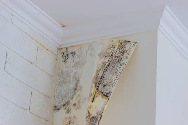 Why You Should Choose Our Mold Remediation Services in Dermott, AR